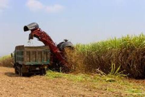 Giá đường thế giới duy trì quanh mức thấp nhất trong 5 năm qua