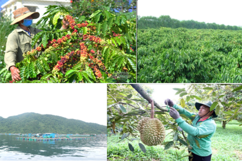 Nông nghiệp Đắk Lắk chuyển đổi mạnh sang sản xuất chất lượng cao