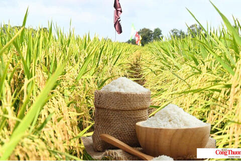 Giá lúa gạo hôm nay ngày 7/7/2026: Lúa tươi đồng loạt tăng