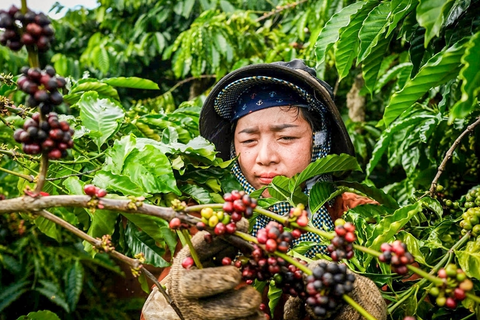 Bản tin nông sản hôm nay (8-7): Giá cà phê tăng kỷ lục, giá hồ tiêu ổn định