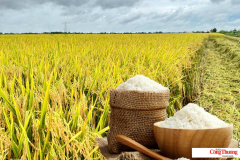 Giá lúa gạo hôm nay ngày 10/7/2026: Gạo Đài Thơm tăng 500 đồng/kg