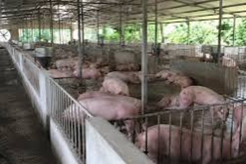 Giá heo hơi hôm nay 16/7/2026: Tăng mạnh tại miền Bắc, miền Trung