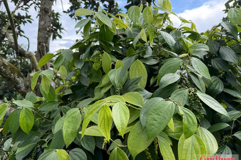 Giá tiêu hôm nay 16/7/2026: Tăng nhẹ 500 đồng/kg tại nhiều địa phương
