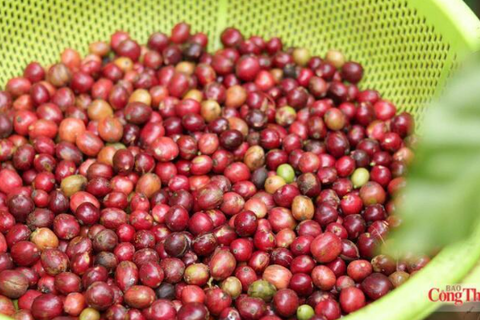 Giá cà phê thế giới đồng loạt giảm, thị trường chịu nhiều sức ép