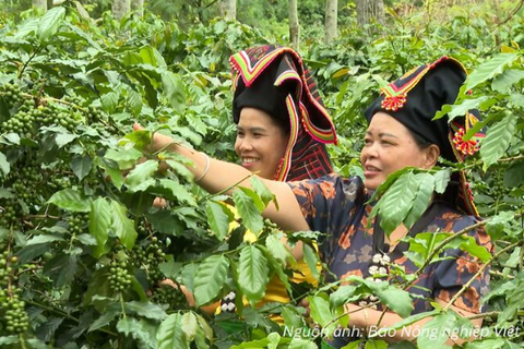 Giữ lợi thế thị trường cho cà phê Việt trước giờ G EUDR