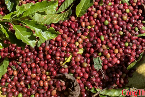 Giá cà phê giảm do nguồn cung Robusta gia tăng
