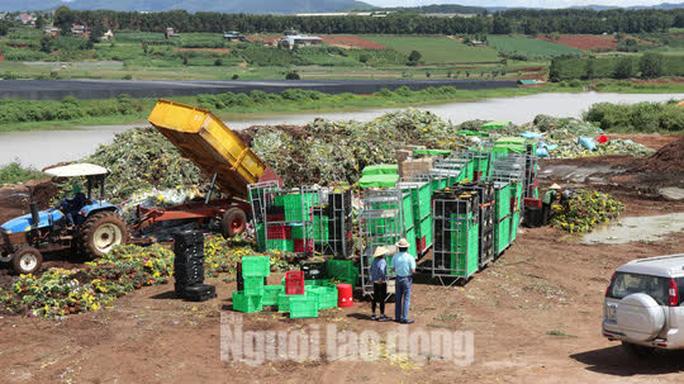 Hàng vạn cành hoa Đà Lạt xuất khẩu sang Úc buộc phải tiêu hủy - Ảnh 1. Hàng vạn cành hoa Đà Lạt xuất khẩu sang Úc buộc phải tiêu hủy - Ảnh 1.