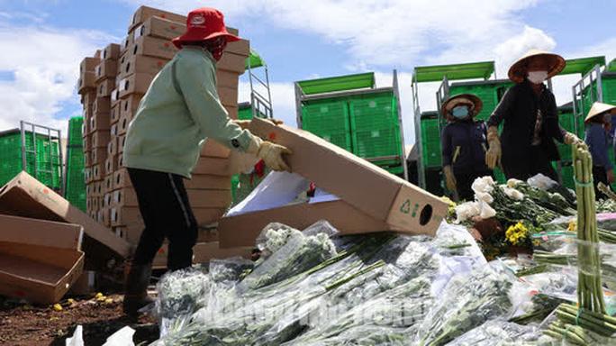 Hàng vạn cành hoa Đà Lạt xuất khẩu sang Úc buộc phải tiêu hủy - Ảnh 3. Hàng vạn cành hoa Đà Lạt xuất khẩu sang Úc buộc phải tiêu hủy - Ảnh 3.
