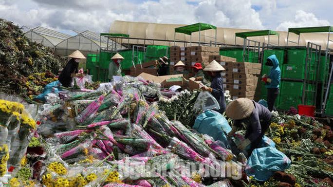 Hàng vạn cành hoa Đà Lạt xuất khẩu sang Úc buộc phải tiêu hủy - Ảnh 2. Hàng vạn cành hoa Đà Lạt xuất khẩu sang Úc buộc phải tiêu hủy - Ảnh 2.