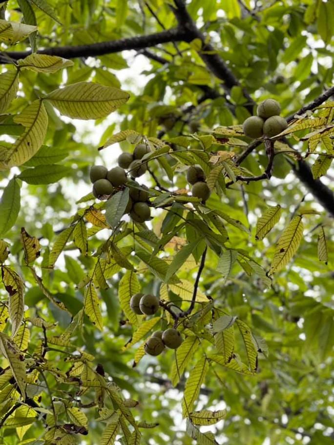 Phóng sự ảnh: Ngắm một Hà Giang đẹp mê mẩn vào thu - Ảnh 10. Phóng sự ảnh: Ngắm một Hà Giang đẹp mê mẩn vào thu - Ảnh 10.