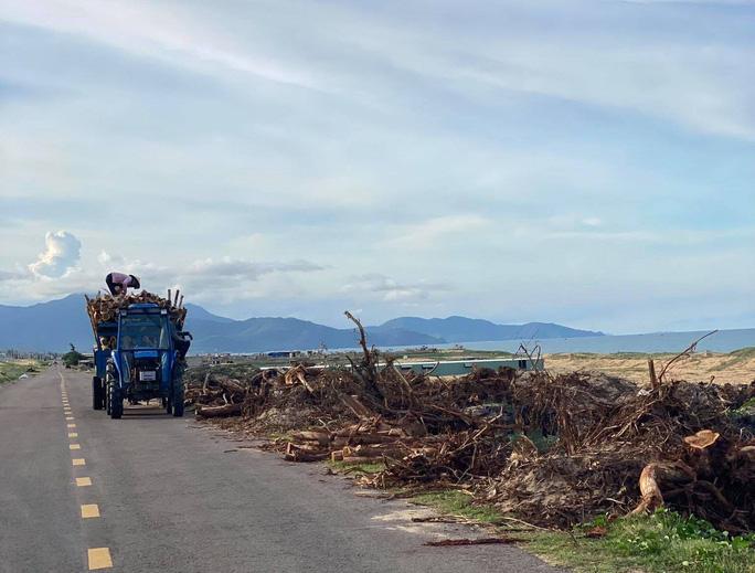 Bất thường trong báo cáo vụ phá 5,26 ha rừng phòng hộ ven biển Bình Định - Ảnh 2. Bất thường trong báo cáo vụ phá 5,26 ha rừng phòng hộ ven biển Bình Định - Ảnh 2.