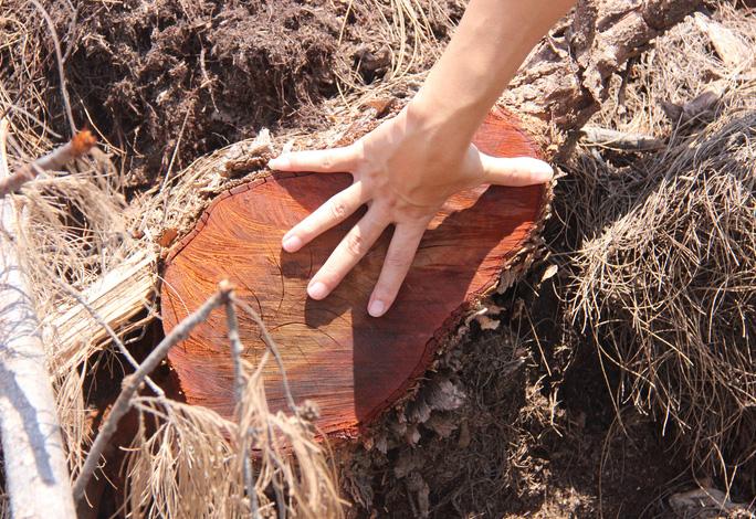Bất thường trong báo cáo vụ phá 5,26 ha rừng phòng hộ ven biển Bình Định - Ảnh 3. Bất thường trong báo cáo vụ phá 5,26 ha rừng phòng hộ ven biển Bình Định - Ảnh 3.