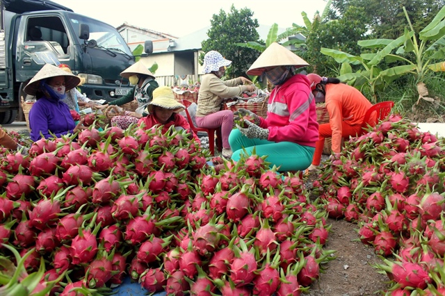 Gần 1 triệu tấn trái cây chờ tiêu thụ khi Trung Quốc siết nhập khẩu - ảnh 1