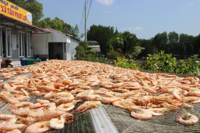 Lý do tôm đất ở Cà Mau trở thành đặc sản tôm khô trứ danh - Ảnh 3.