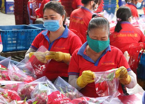 Bình Thuận xuất khẩu thanh long bằng đường biển - Ảnh 1. Bình Thuận xuất khẩu thanh long bằng đường biển - Ảnh 1.