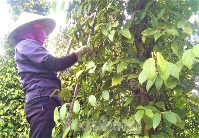 Giá hồ tiêu tăng cao, nông dân Tây Nguyên xuất bán nhỏ giọt ảnh 1