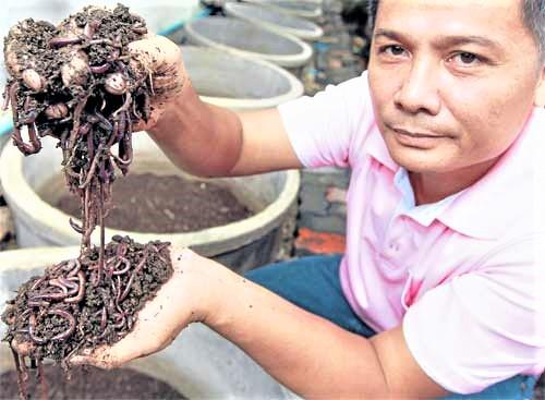 Sản xuất thương mại trùn quế ở Thái Lan - Ảnh 1. Sản xuất thương mại trùn quế ở Thái Lan - Ảnh 1.