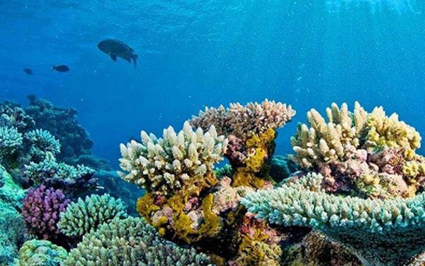 Quảng Ngãi: Rạn san hô vùng biển Lý Sơn bị suy giảm nghiêm trọng - Ảnh 1