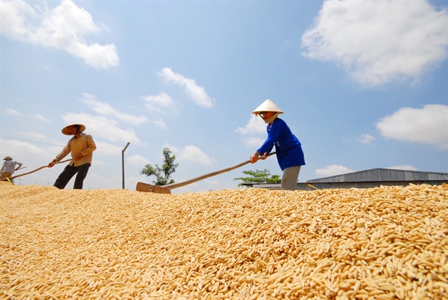 Nhiều nước mở thầu, giá gạo Việt Nam tiếp tục tăng - ảnh 1