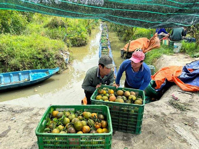 Đàm phán xuất khẩu cam sành sang Trung Quốc - Ảnh 1.