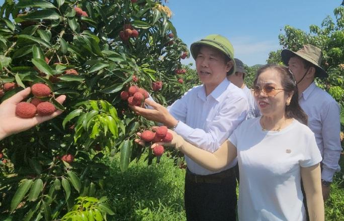 Lô vải không hạt đầu tiên cưỡi máy bay sang Nhật Bản, Anh - Ảnh 4.