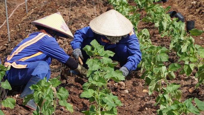 TP HCM khoác áo mới cho bờ Đông sông Sài Gòn - Ảnh 3.