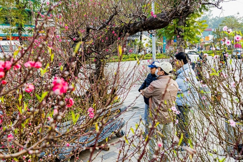 Mãn nhãn cây đào “nổi tiếng” làng Nhật Tân, giá cho thuê cao ngất ngưởng