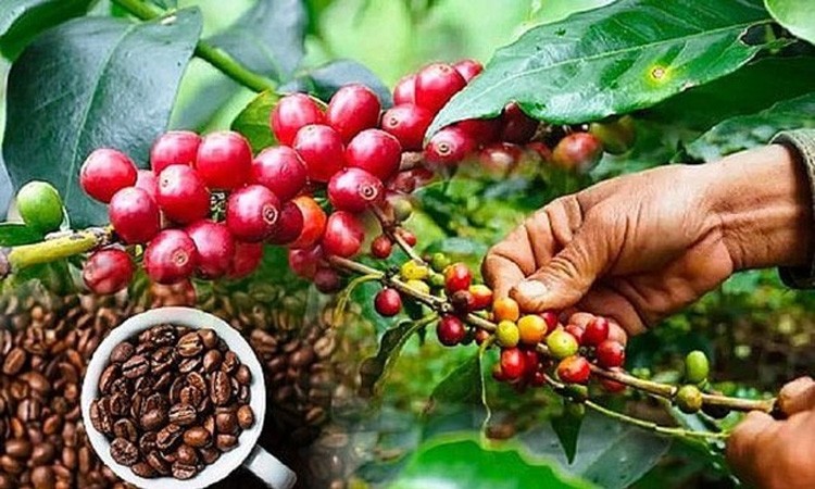 Tồn kho về mức thấp, giá cà phê Robusta dẫn đầu đà tăng