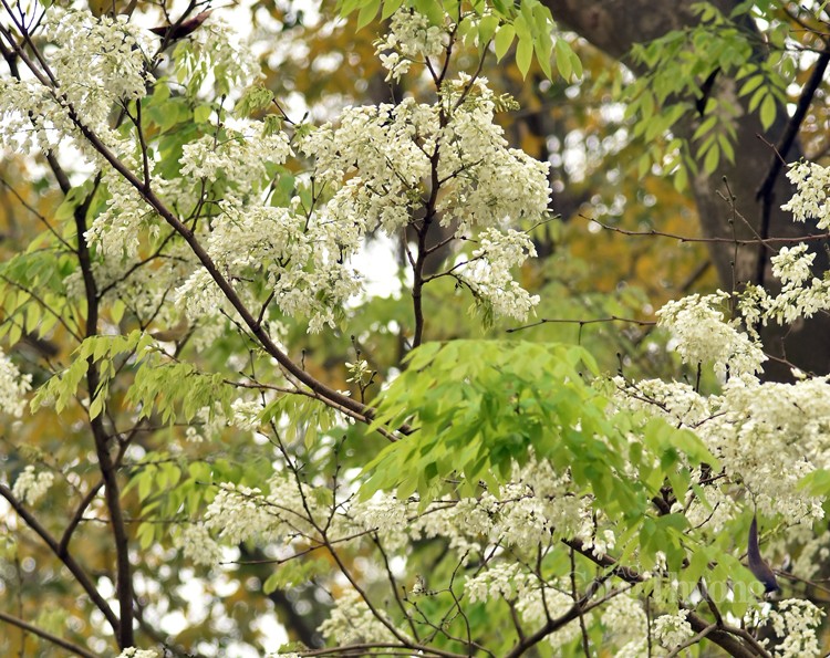 Chiêm ngưỡng sắc màu Xuân Hà Nội