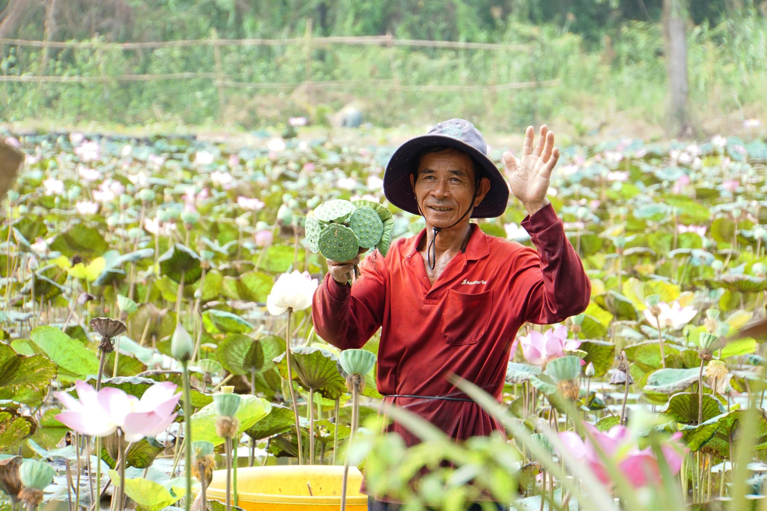 Đồng Tháp chuẩn bị xuất khẩu lô hàng sen đầu tiên sang Nhật Bản- Ảnh 2.