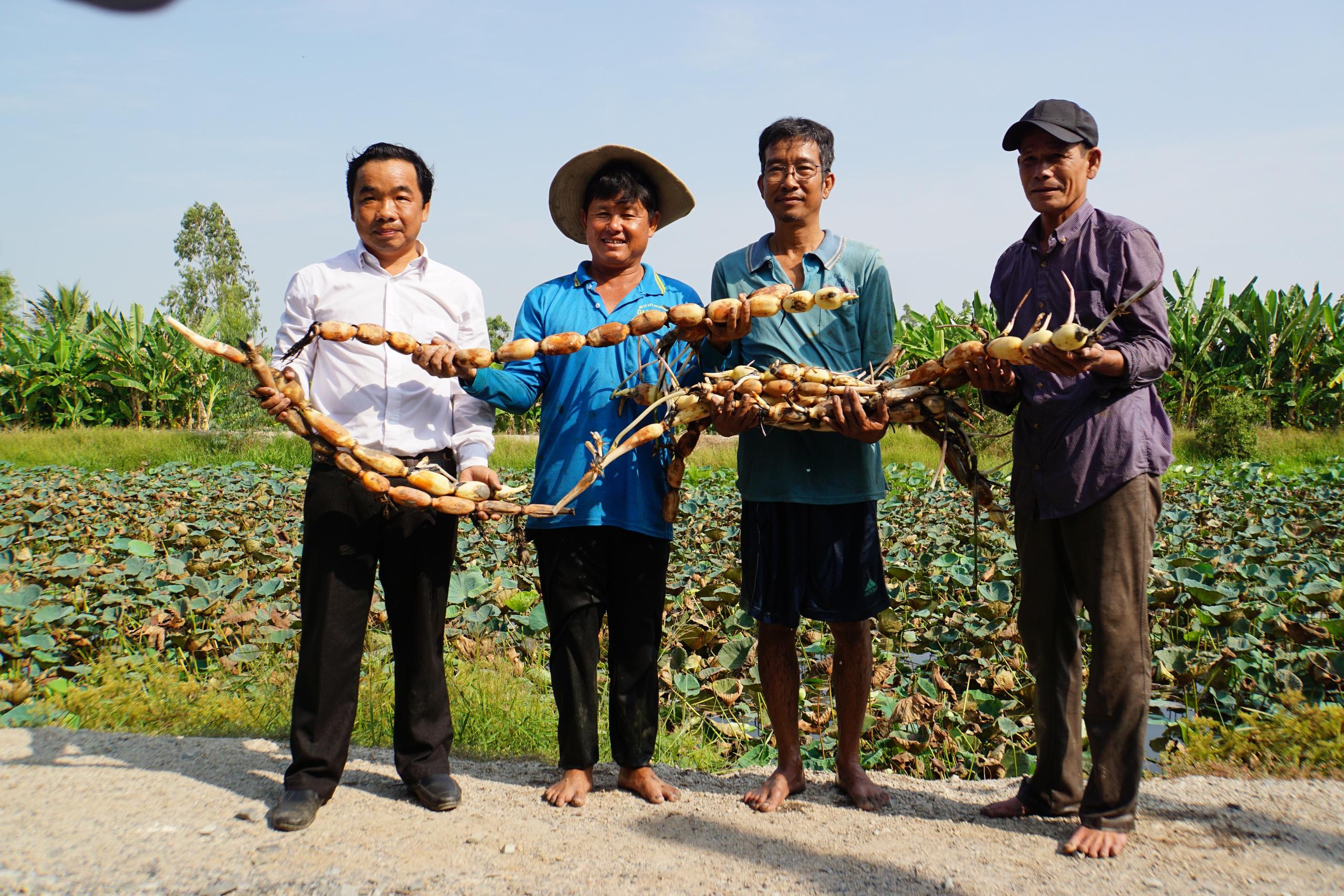 Đồng Tháp chuẩn bị xuất khẩu lô hàng sen đầu tiên sang Nhật Bản- Ảnh 4.