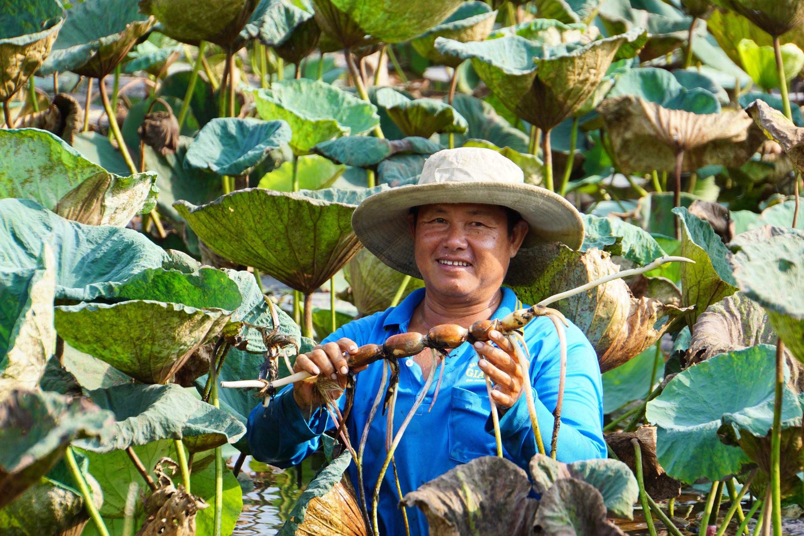 Đồng Tháp chuẩn bị xuất khẩu lô hàng sen đầu tiên sang Nhật Bản- Ảnh 3.