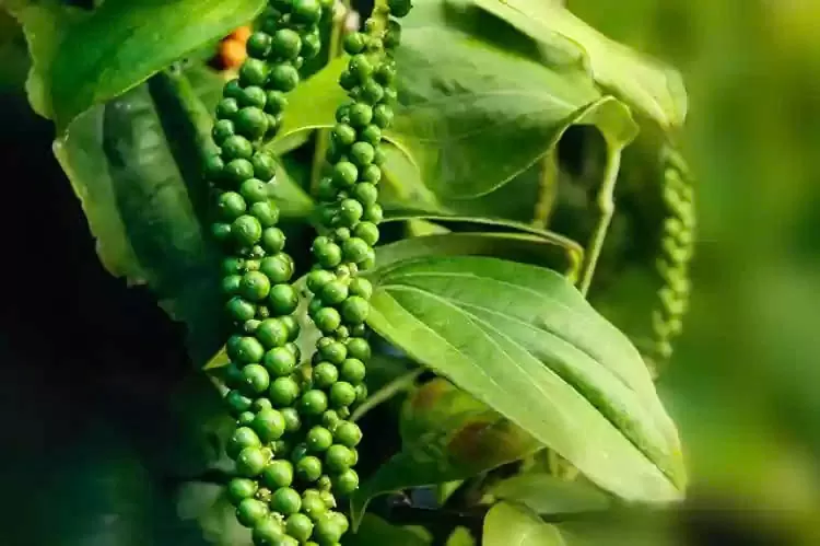 Giá hồ tiêu chứng kiến một tuần sóng gió Giá hồ tiêu chứng kiến một tuần sóng gió