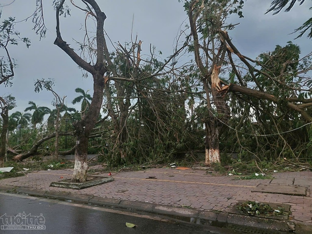 Dải cây xanh Trung tâm Thành phố bị báo làm gãy đổ