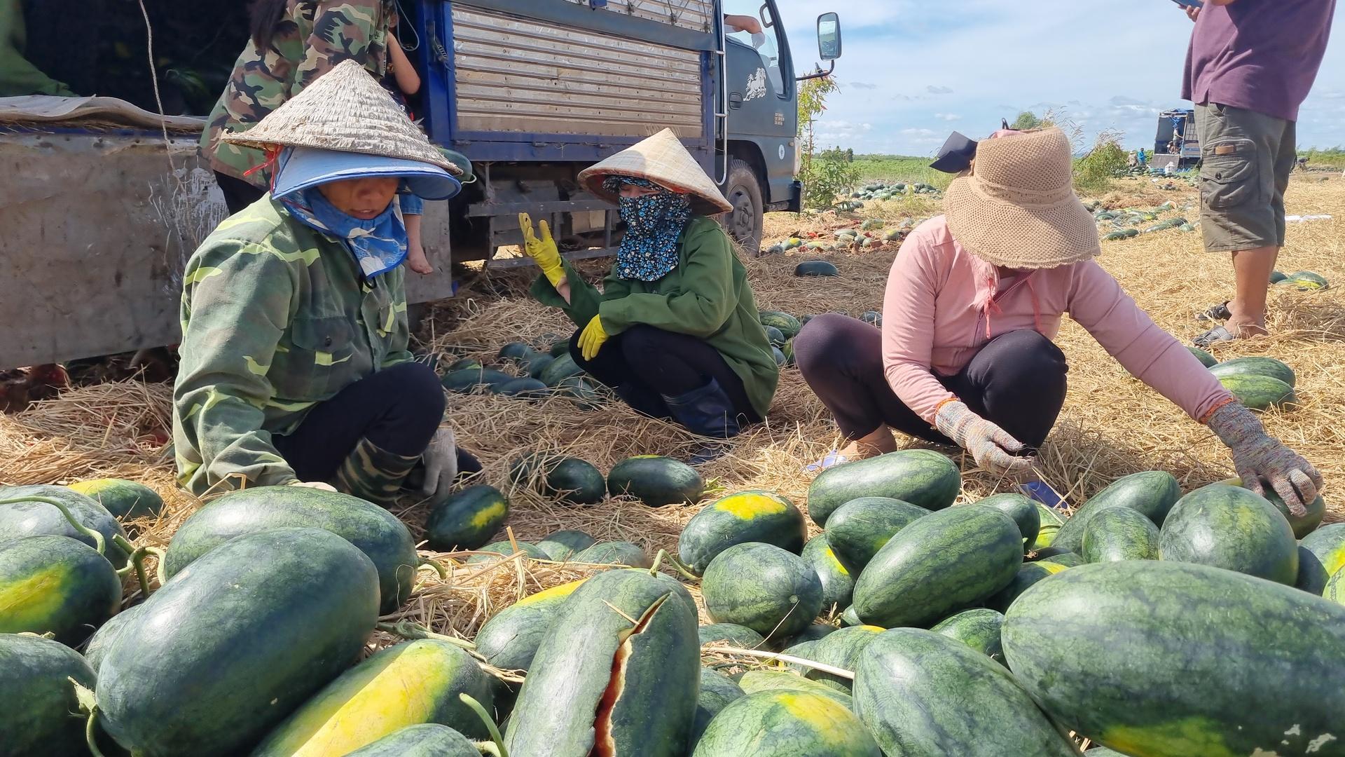 gia lai dua hau rot gia the tham thoi rua day dong nong dan lam vao canh trang tay hinh 2