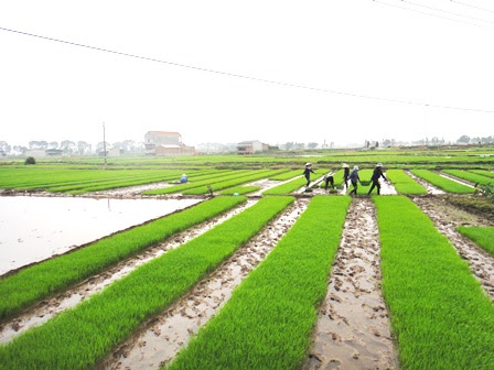 bo tai chinh de nghi mien thue su dung dat nong nghiep den het nam 2030 hinh 1