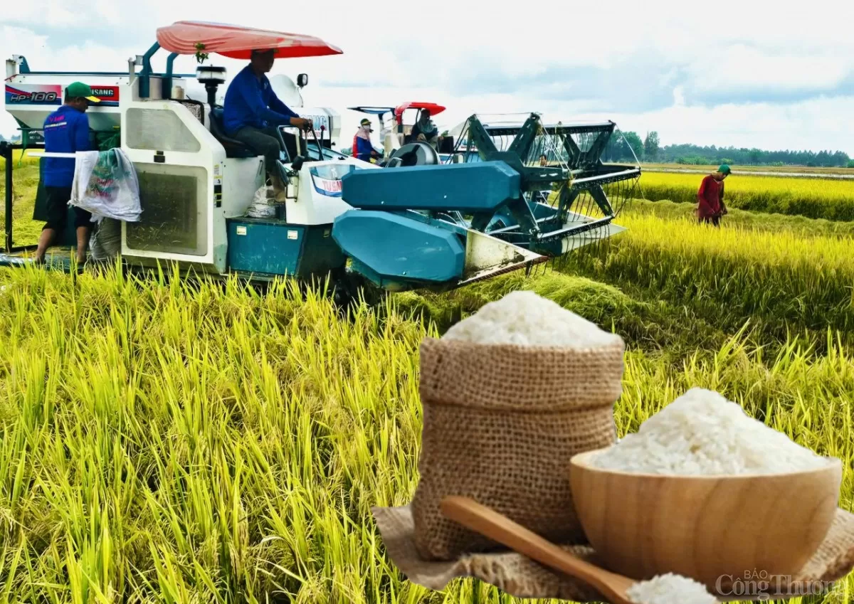 Giá lúa gạo hôm nay ngày 17/12: Gạo biến động nhẹ, lúa tươi có xu hướng giảm