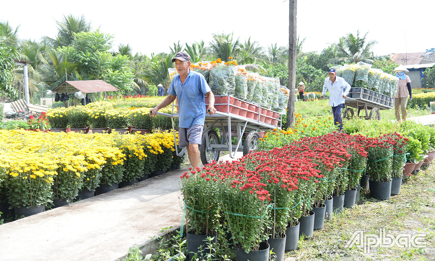 Nông dân ấp Mỹ Hưng, xã Mỹ Phong, TP. Mỹ Tho vận chuyển hoa để giao cho thương lái. Ảnh: Anh Thư