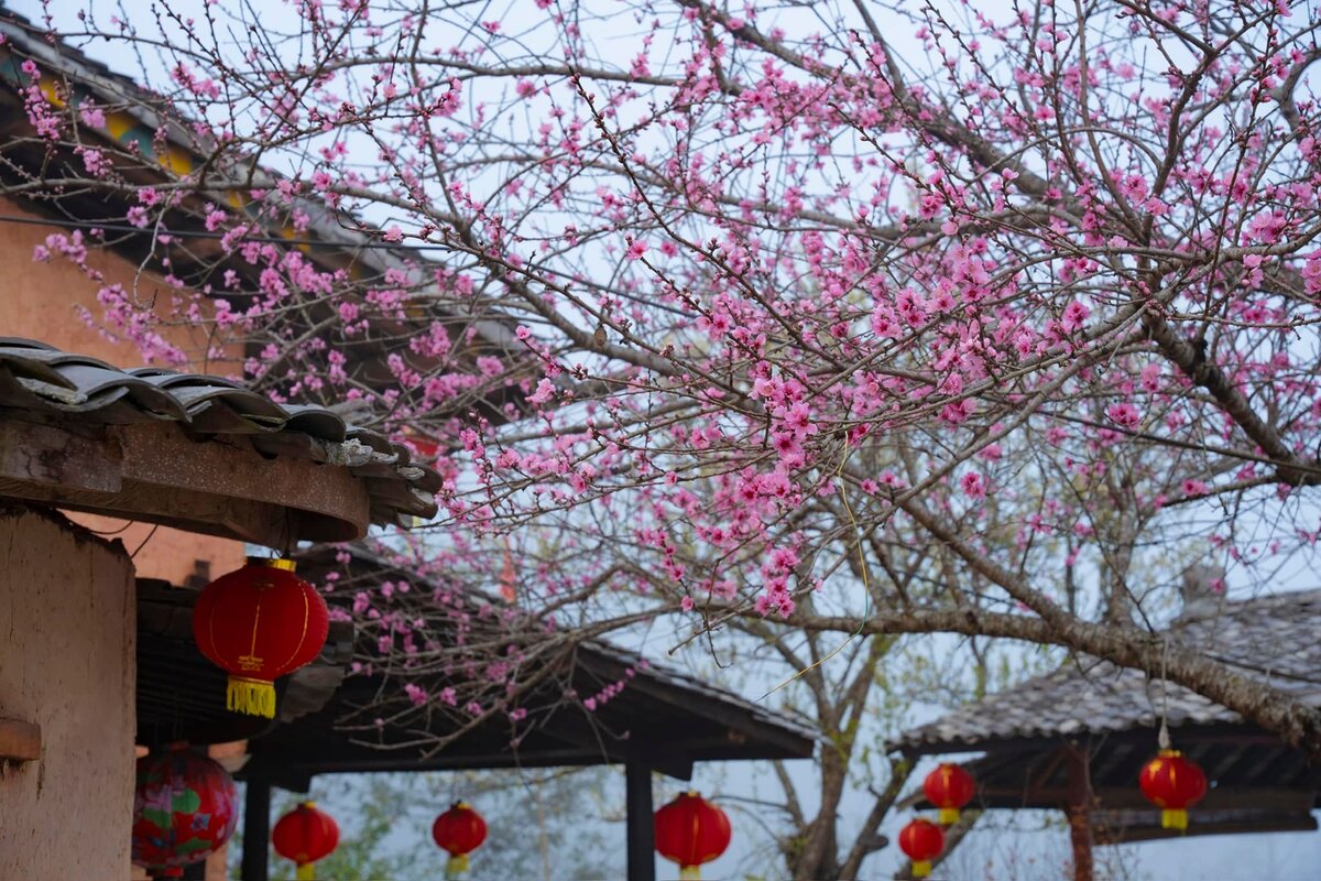 Scenic view of Ha Giang Loop with spring blossoms