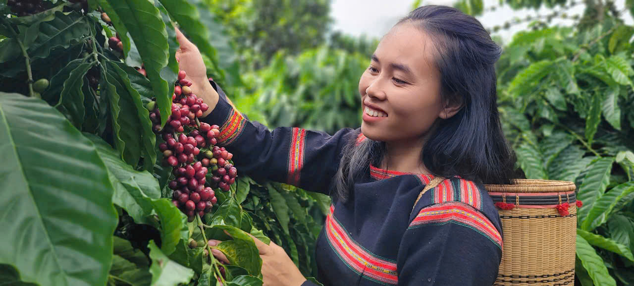 gia lai thay giao jrai me nong nghiep cung ba con nang tam gia tri hat ca phe hinh 5