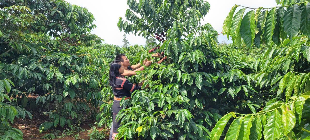 gia lai thay giao jrai me nong nghiep cung ba con nang tam gia tri hat ca phe hinh 3