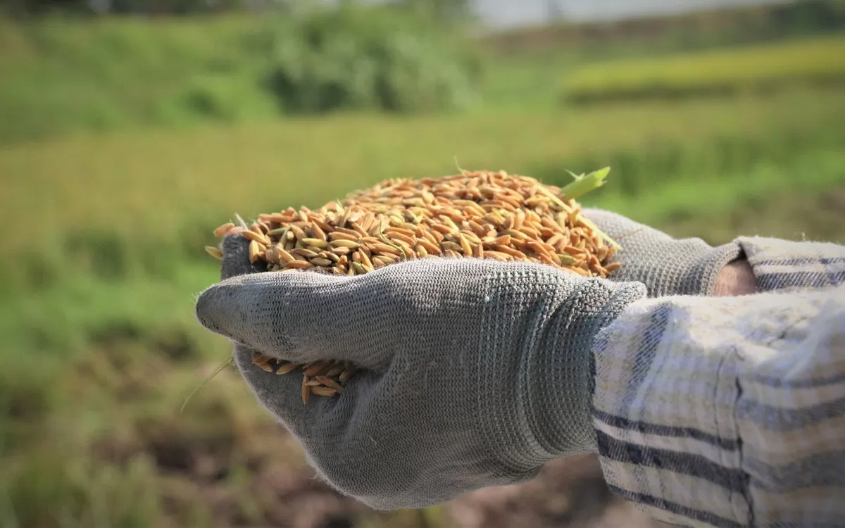Vụ thu hoạch lúa gạo lớn nhất của Việt Nam - vụ Đông Xuân đã bắt đầu và dự kiến sẽ đạt đỉnh vào tháng tới. Vụ thu hoạch lúa gạo lớn nhất của Việt Nam - vụ Đông Xuân đã bắt đầu và dự kiến sẽ đạt đỉnh vào tháng tới.