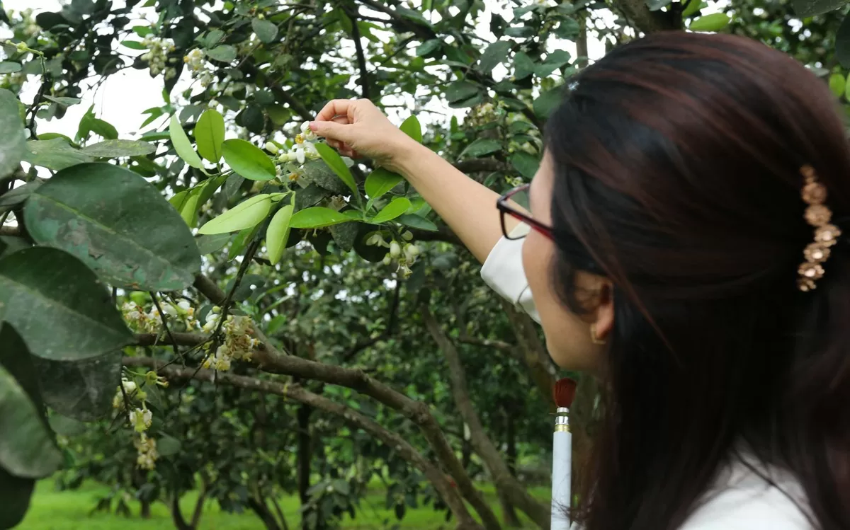 Người dân Hà Tĩnh 'se duyên' cho cây bưởi Phúc Trạch