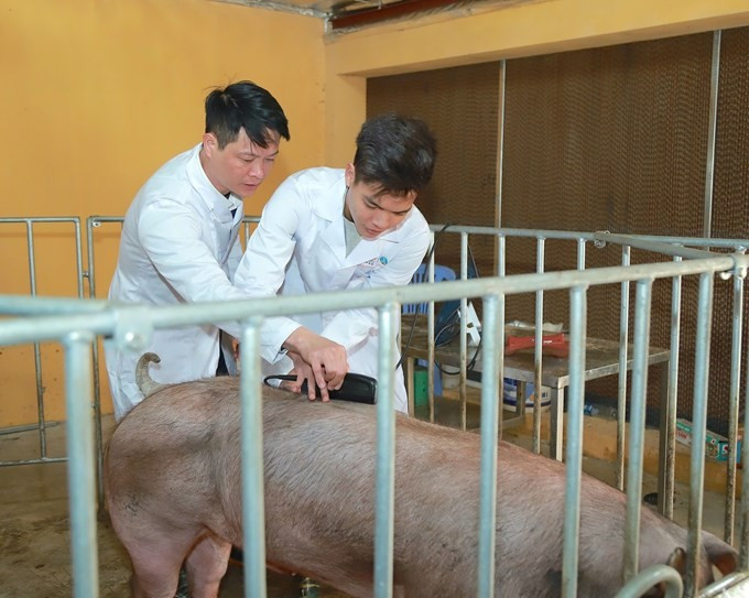 Sinh viên không chỉ học tập trong lớp học mà còn trực tiếp tham gia vào các dự án thực địa, thực hành tại trang trại, nơi họ có thể áp dụng những gì đã học vào thực tế. channuoithuyjpg3.jpg