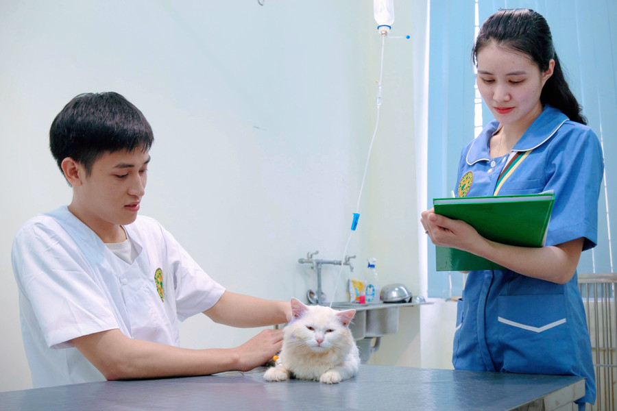 Sinh viên trải nghiệm, thực tập ngay tại Bệnh viện Thú y - Học viện Nông nghiệp Việt Nam. channuoithuyjpg2.jpg