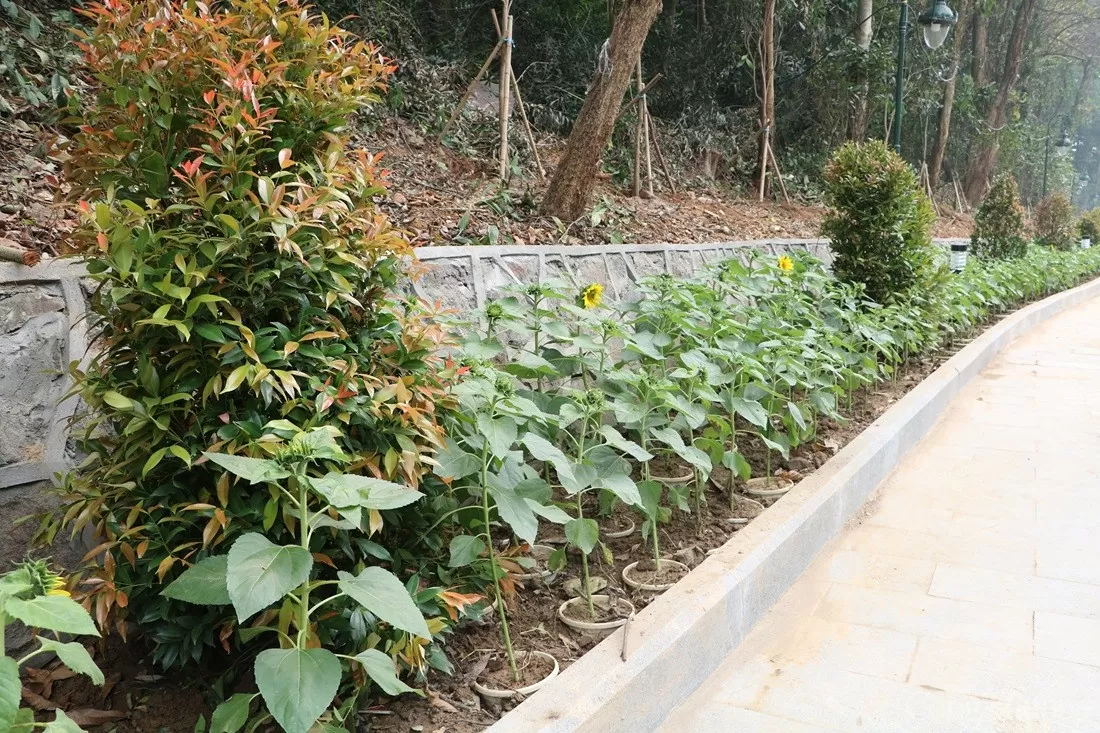 Đền Hùng thay đổi thế nào trước ngày Giỗ tổ Hùng Vương? Cảnh quan Đền Hùng trước ngày Giỗ Tổ Hùng Vương