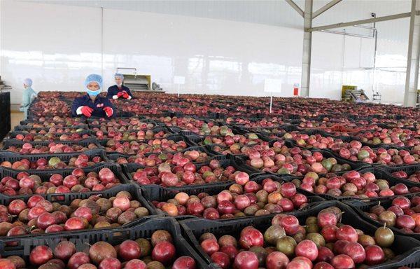 Những năm gần đây, Việt Nam tập trung nâng cao chất lượng, sản xuất theo chuỗi, đảm bảo truy xuất nguồn gốc chanh leo, trong đó tập trung vào 2 giống chanh leo vàng và chanh leo tím. Ảnh minh họa: Internet.