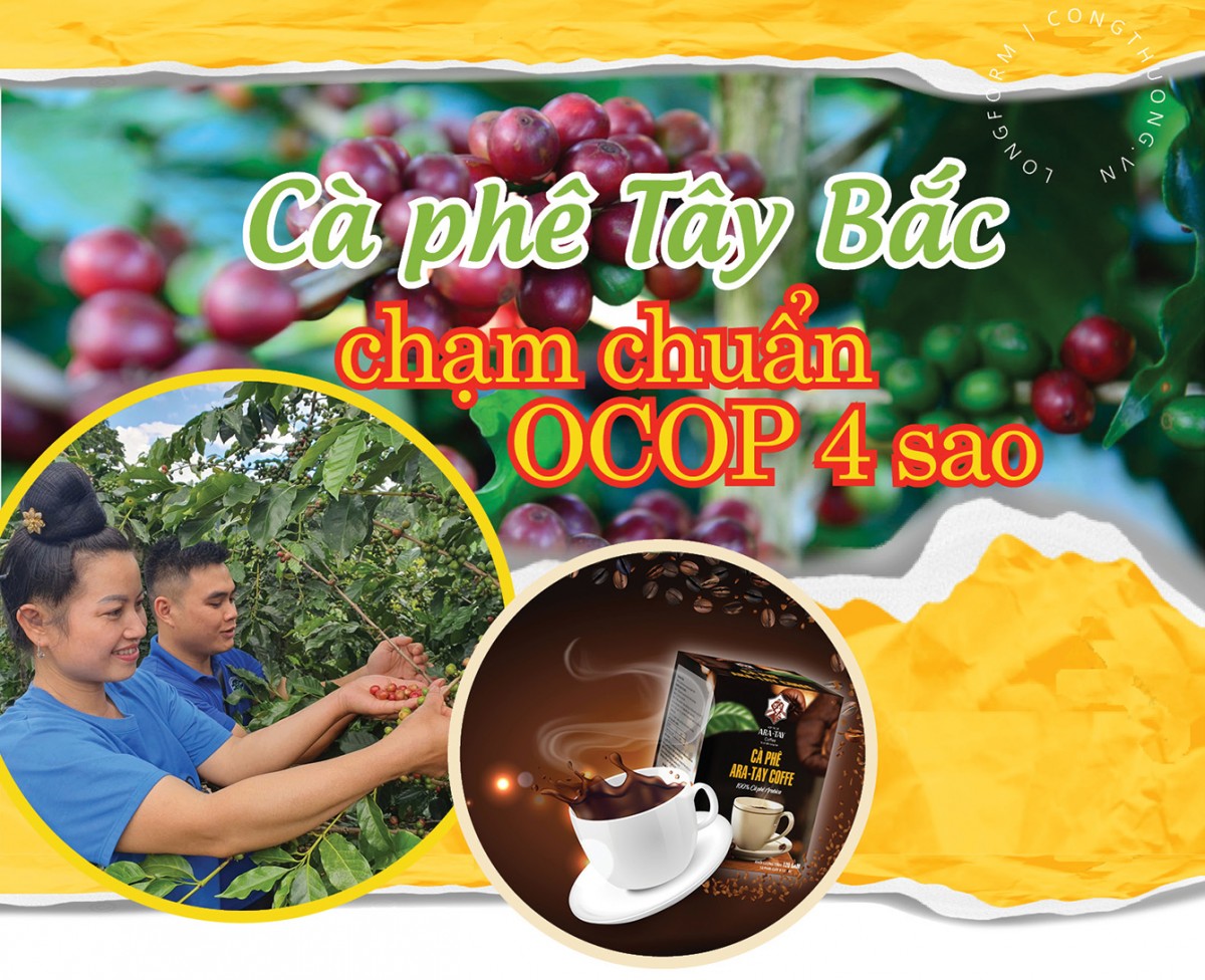 Longform | Cà phê Tây Bắc chạm chuẩn OCOP 4 sao Longform | Cà phê Tây Bắc chạm chuẩn OCOP 4 sao