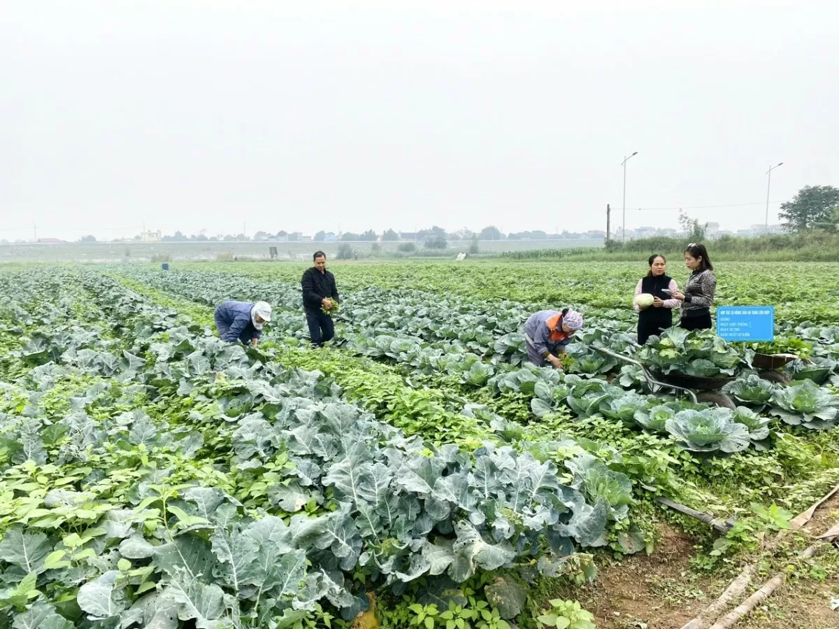 Hà Nam đẩy mạnh xúc tiến thương mại, mở rộng thị trường tiêu thụ nông sản Hà Nam đẩy mạnh xúc tiến thương mại, mở rộng thị trường tiêu thụ nông sản