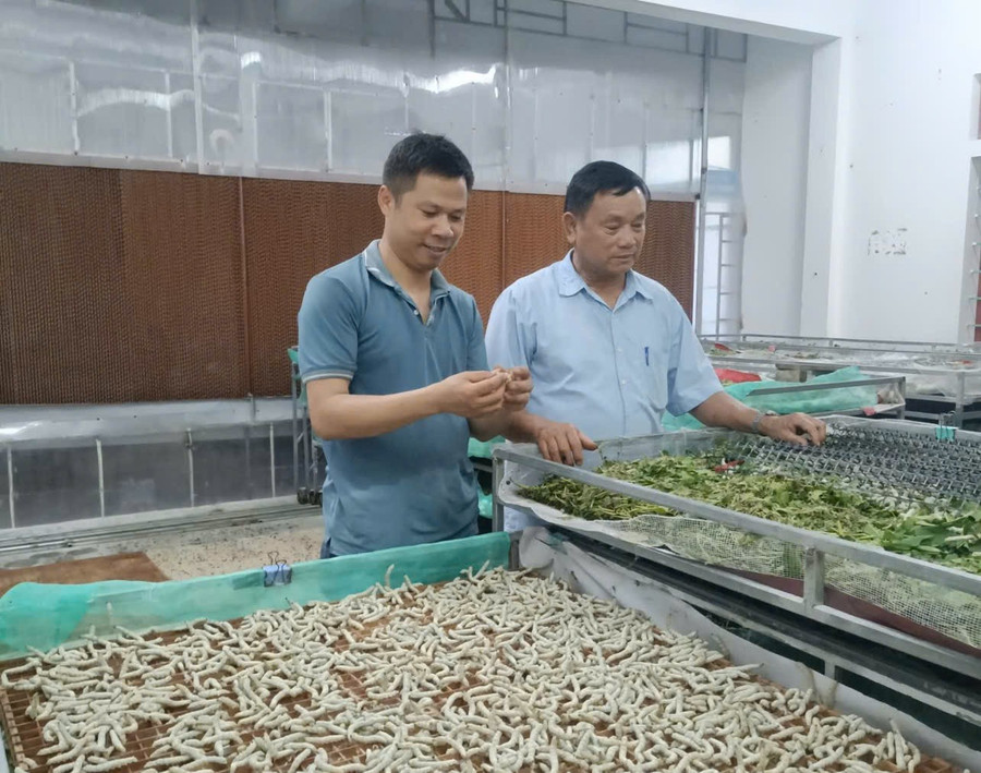 nuoi-tam-phong-lanh-1.jpg